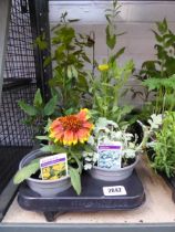 Tray containing 8 pots of mixed perennial plants