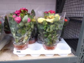 Tray containing 8 potted roses