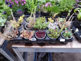 Tray containing 15 pots of mixed rockery plants