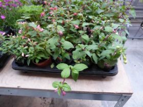 Tray containing 10 pots of Fuchsias