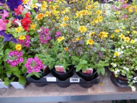 Tray containing 15 pots of mixed basket plants to include Glechoma yellow bidons etc