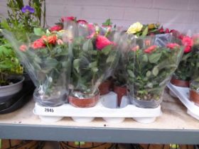 Tray containing 8 potted roses