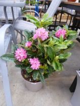 Large potted Mrs. T. H. Lowinski rhododendron