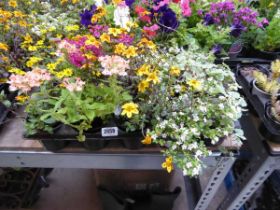 Tray containing 15 pots of mixed basket plants to include Glechoma yellow bidons etc