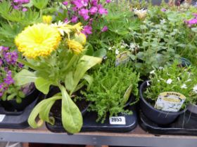 Tray containing 8 pots of mixed perennial plants to include lupins, alpine etc