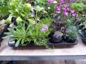Tray containing 8 pots of mixed perennial plants to include lupins, alpine etc