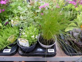 Tray containing 8 pots of mixed perennial plants to include lupins, alpine etc