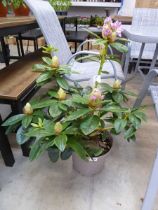 Large potted Mrs. T. H. Lowinski rhododendron