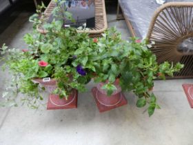 Pair of pedestals containing mixed plants