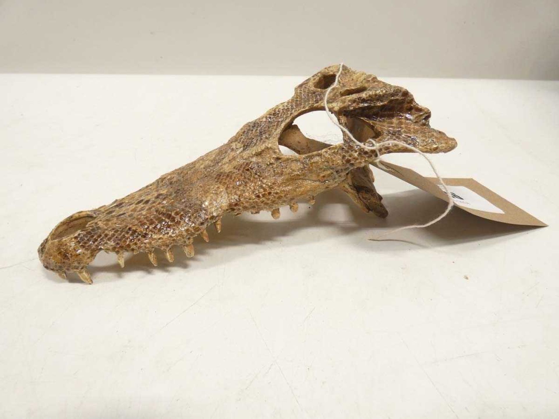 +VAT Crocodile skull - Image 2 of 2