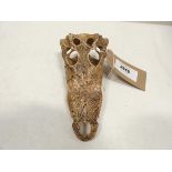 +VAT Crocodile skull