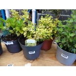Two potted Euonymus plants