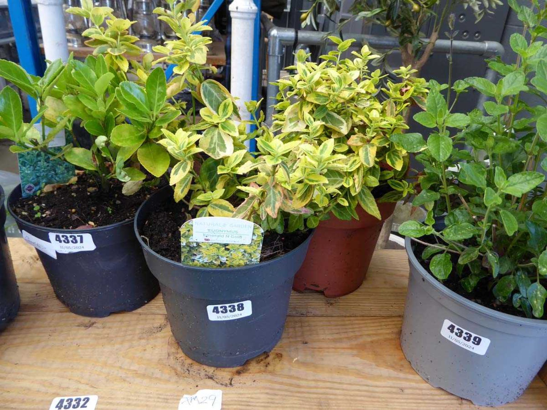 Two potted Euonymus plants
