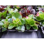 Tray of Begonias