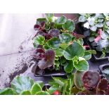 Tray of Begonias