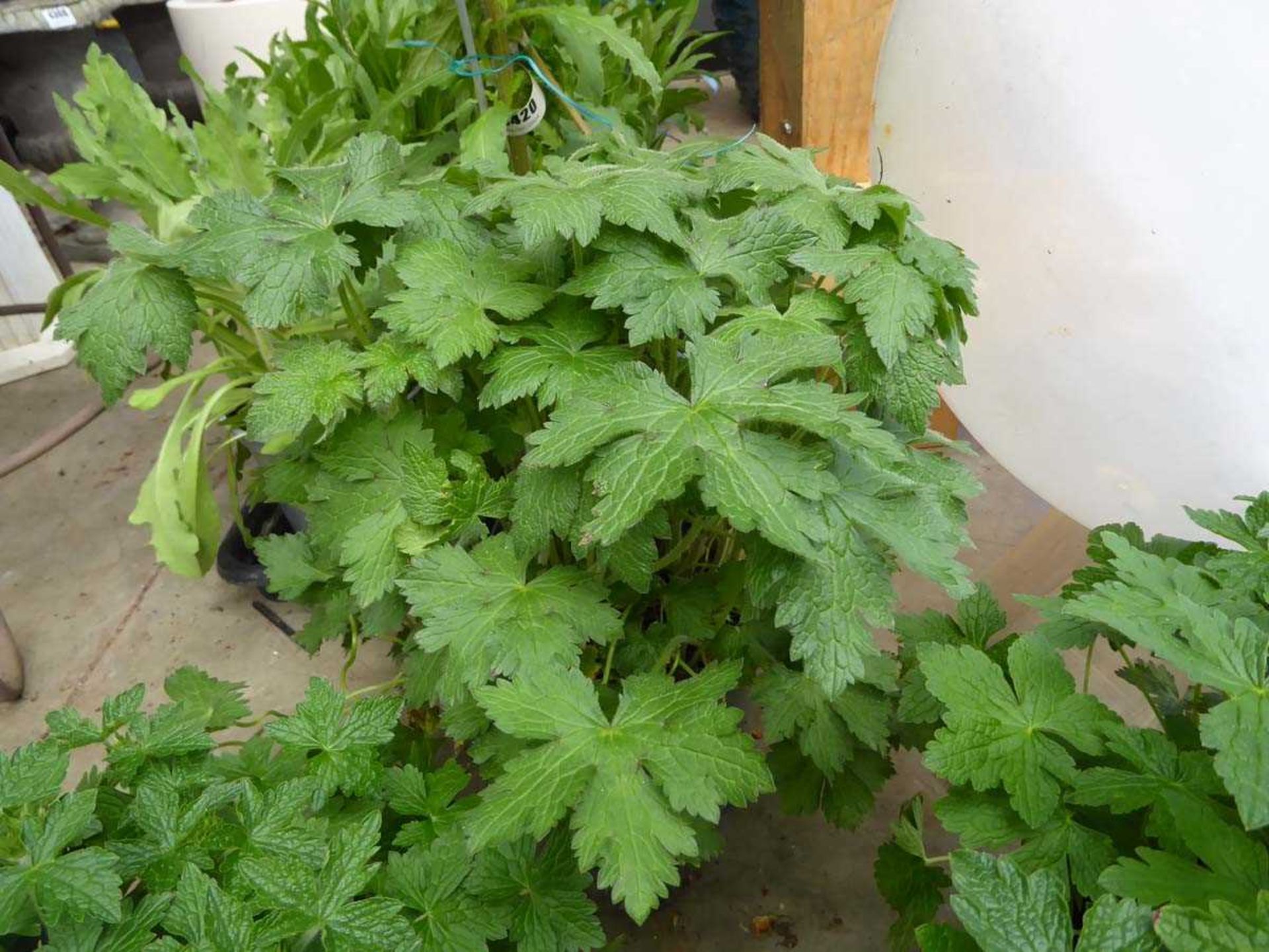 Potted Geranium plant