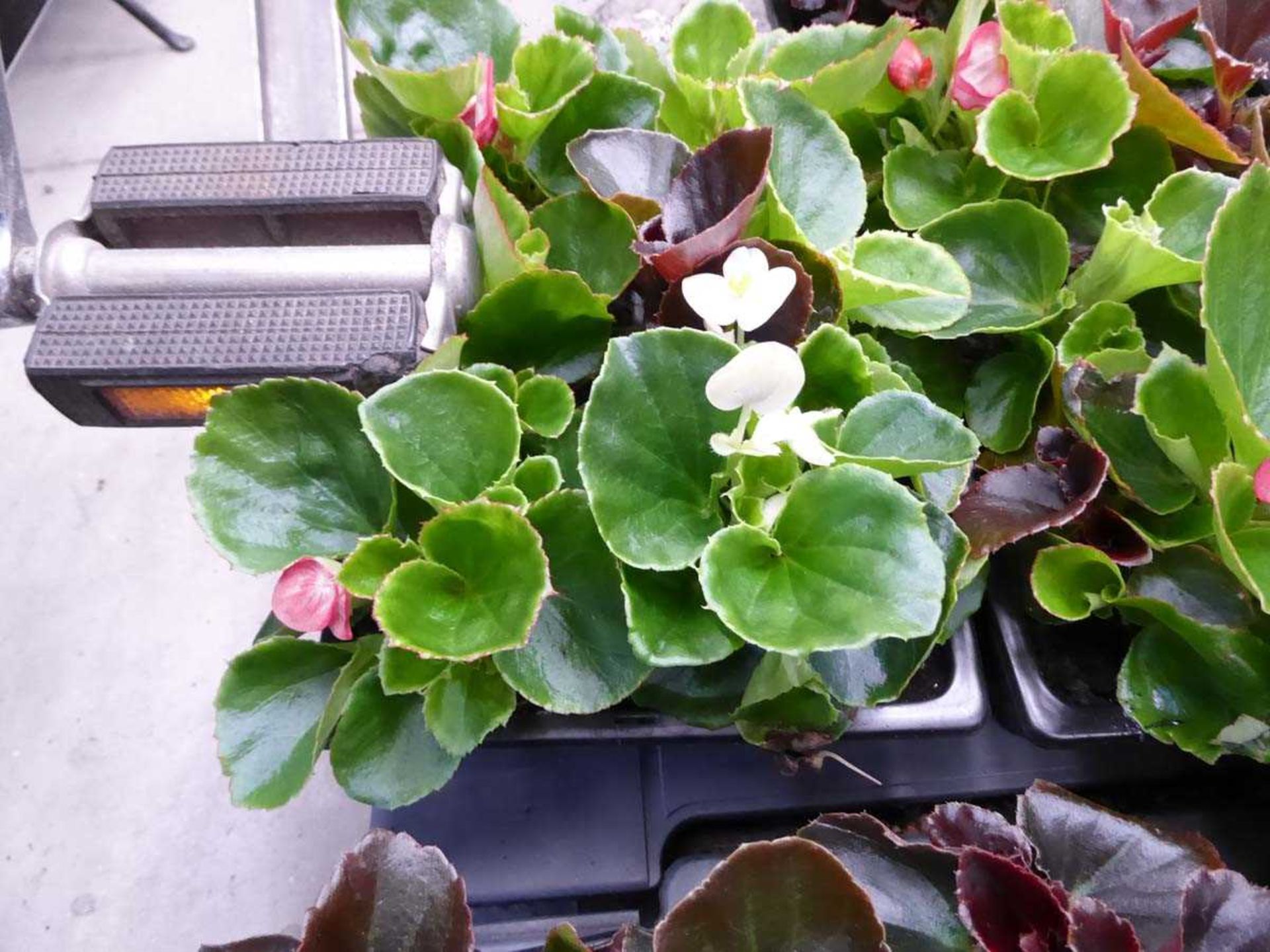 Tray of Begonias