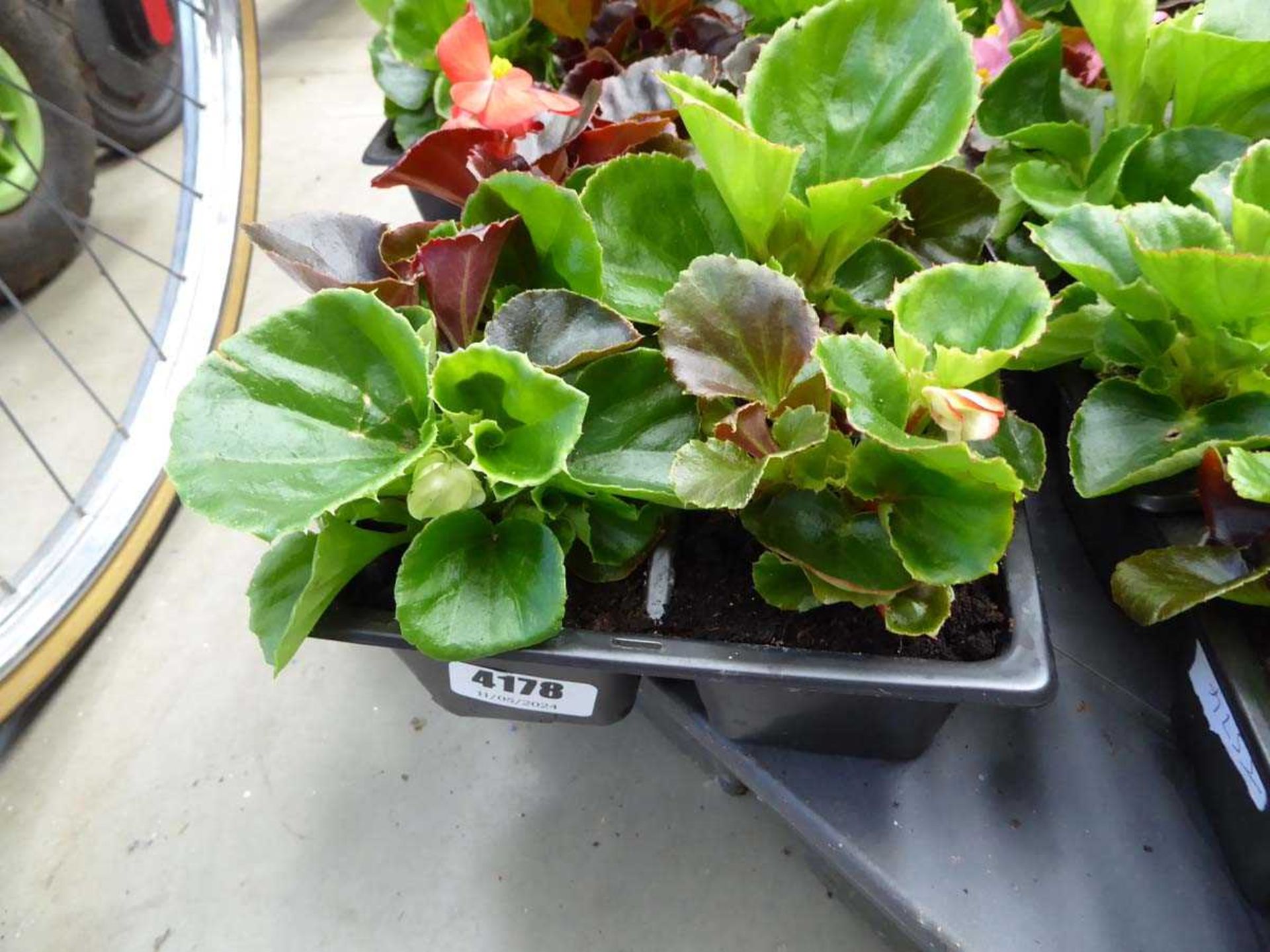 Tray of Begonias