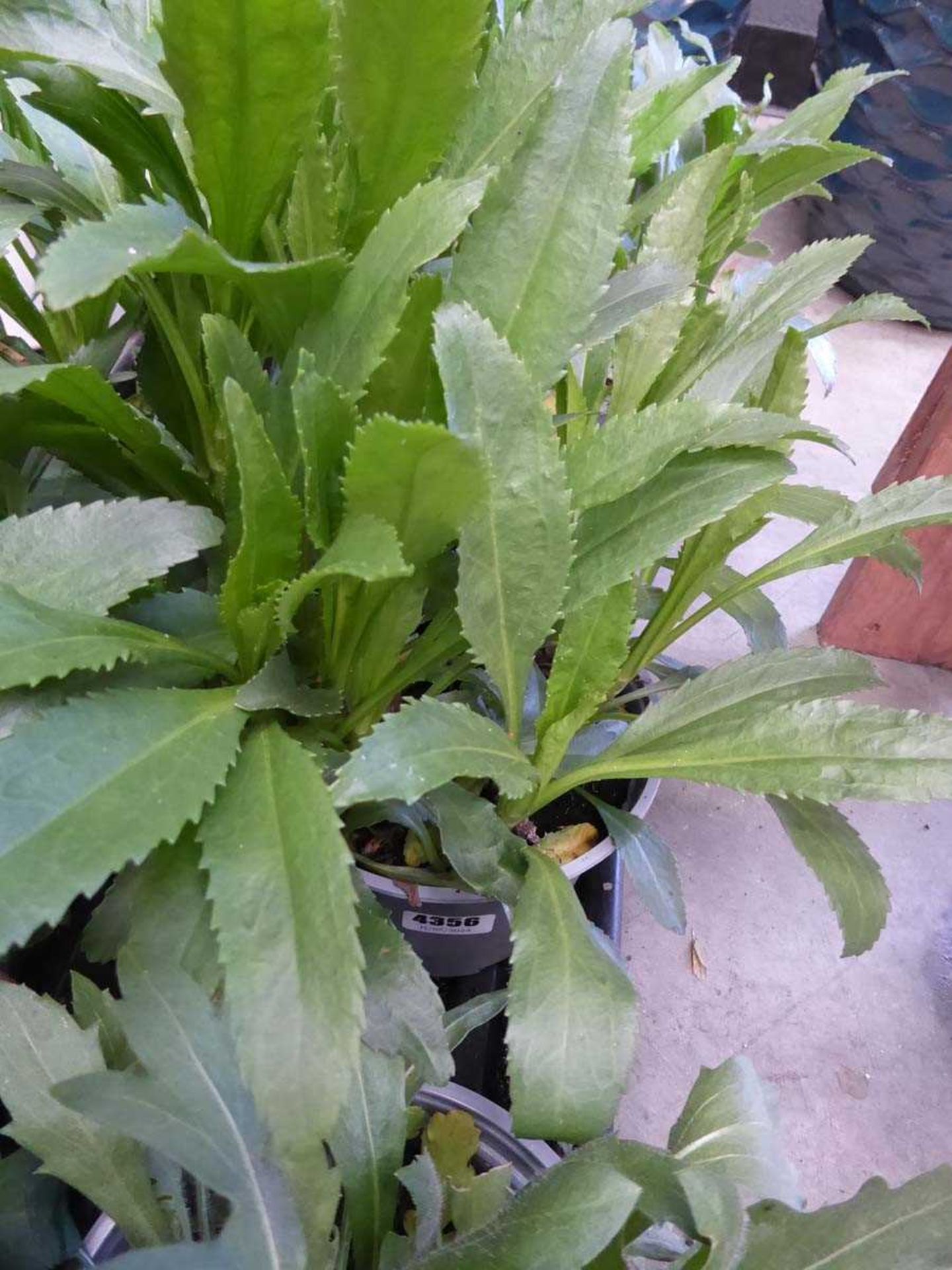 Potted Leucanthemum plant