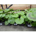 Tray of Geraniums