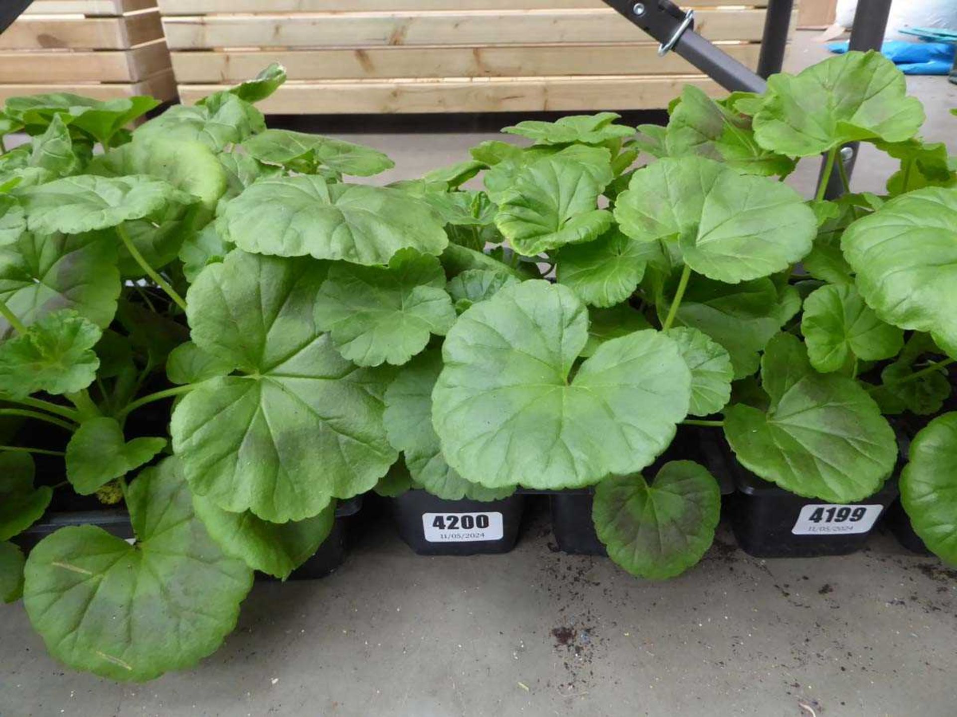 Tray of Geraniums