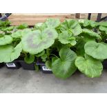 Tray of Geraniums