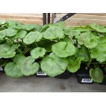 Tray of Geraniums