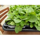 Tray of Petunias