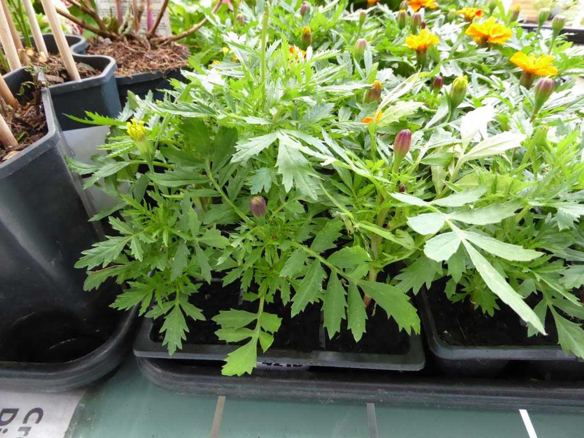 Tray of Marigolds