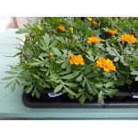 Tray of Marigolds