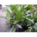 Potted Leucanthemum plant