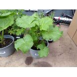 Potted Hollyhock