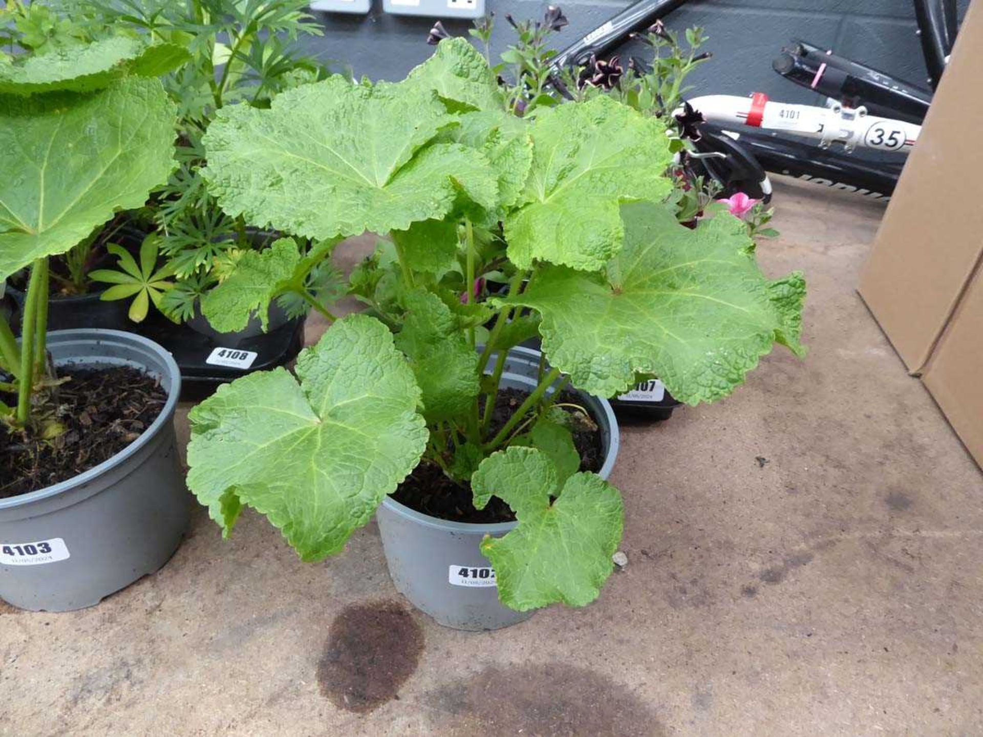 Potted Hollyhock