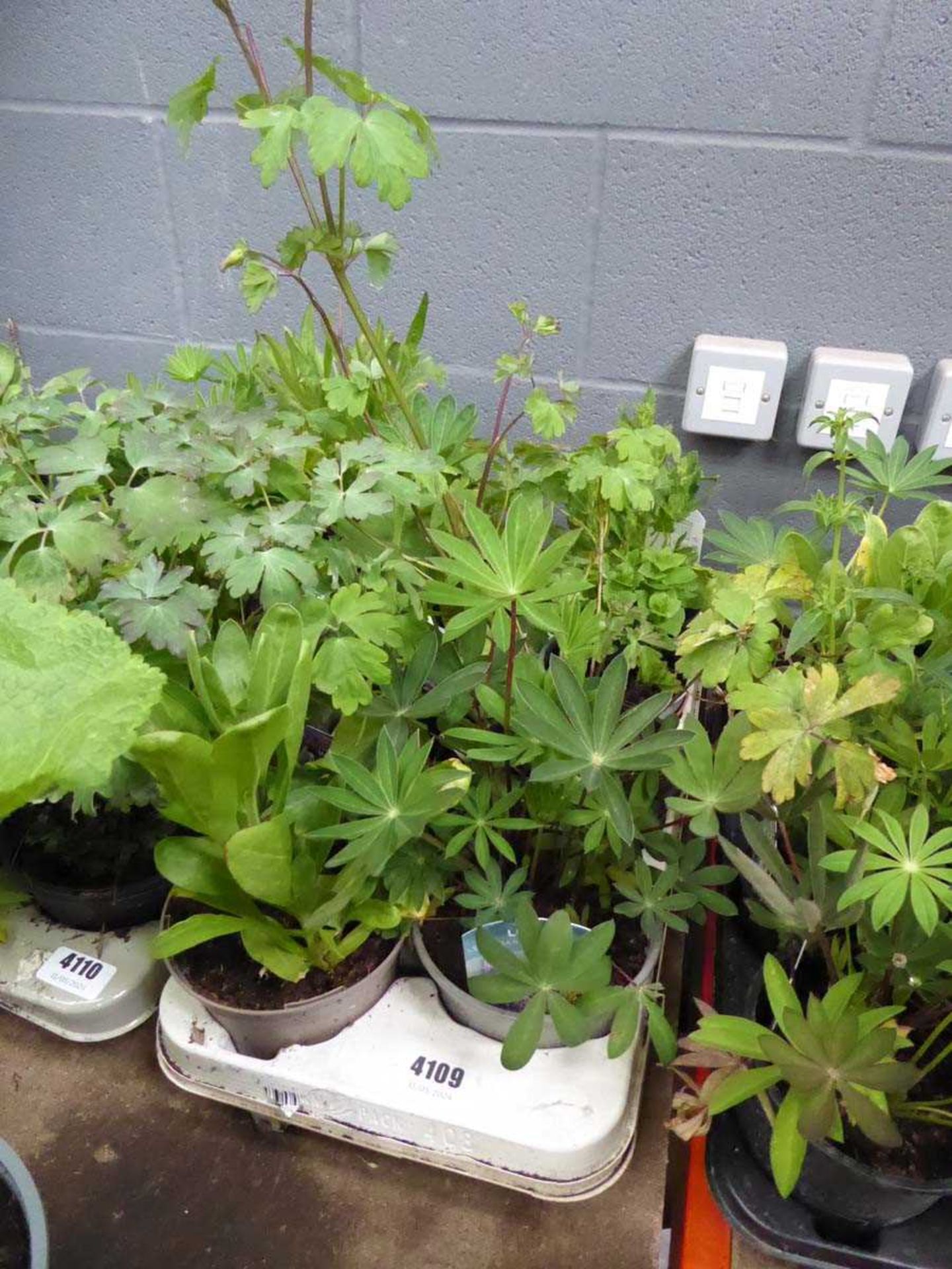 Tray of Perennials