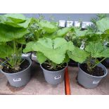 Potted Hollyhock