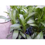 Potted Leucanthemum plant