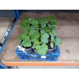 Tray of cucumber plants