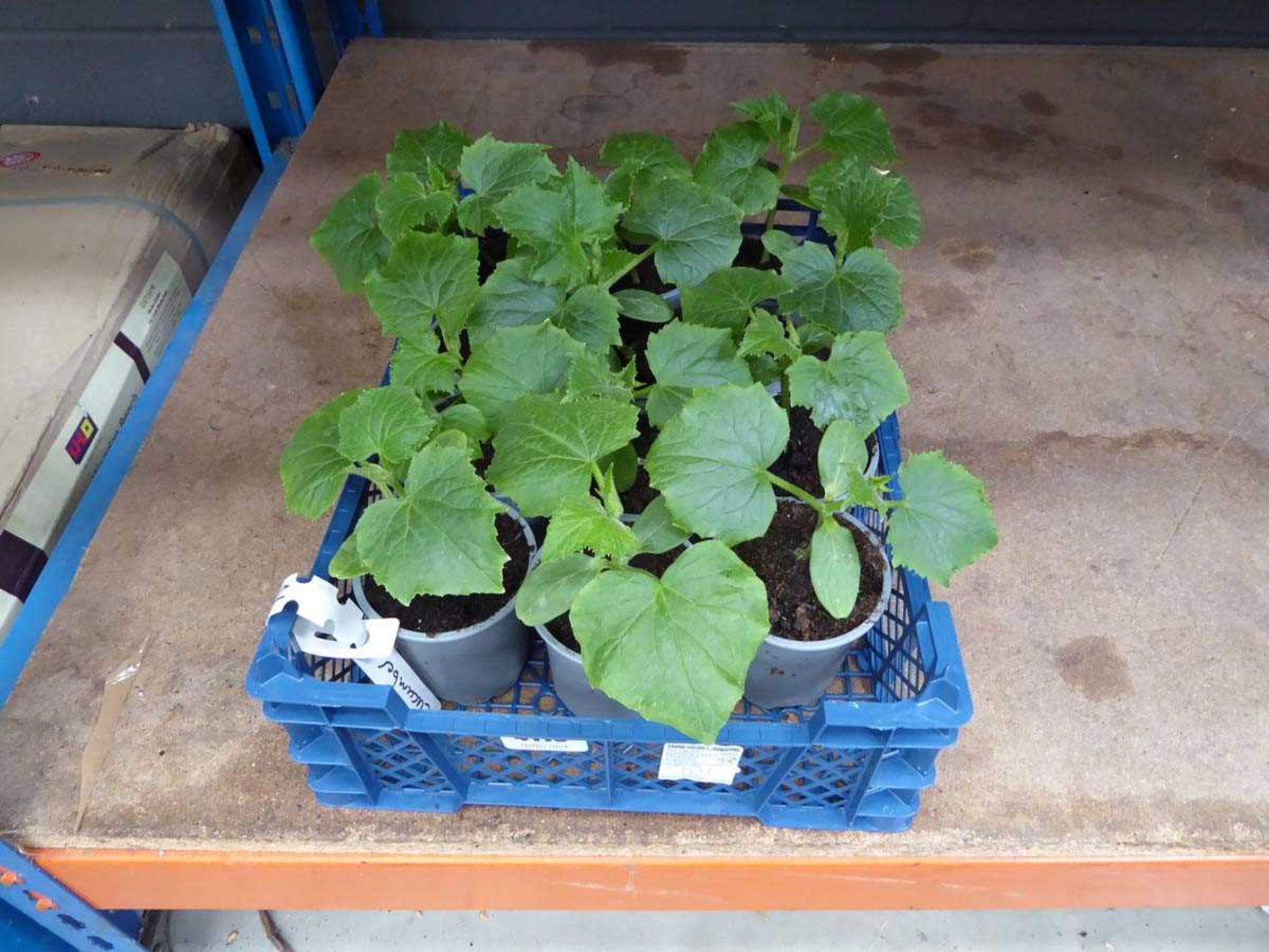 Tray of cucumber plants