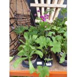 Tray of Perennials