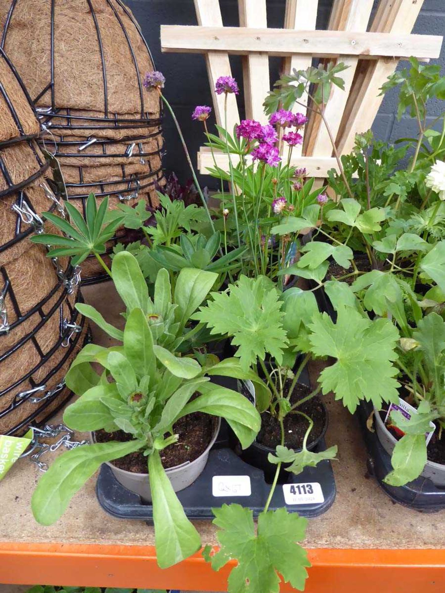 Tray of Perennials