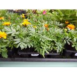 Tray of Marigolds