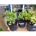 2 potted Euonymus japonicus plants