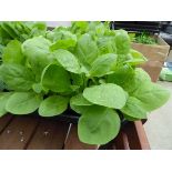 Potted Nicotiana plant