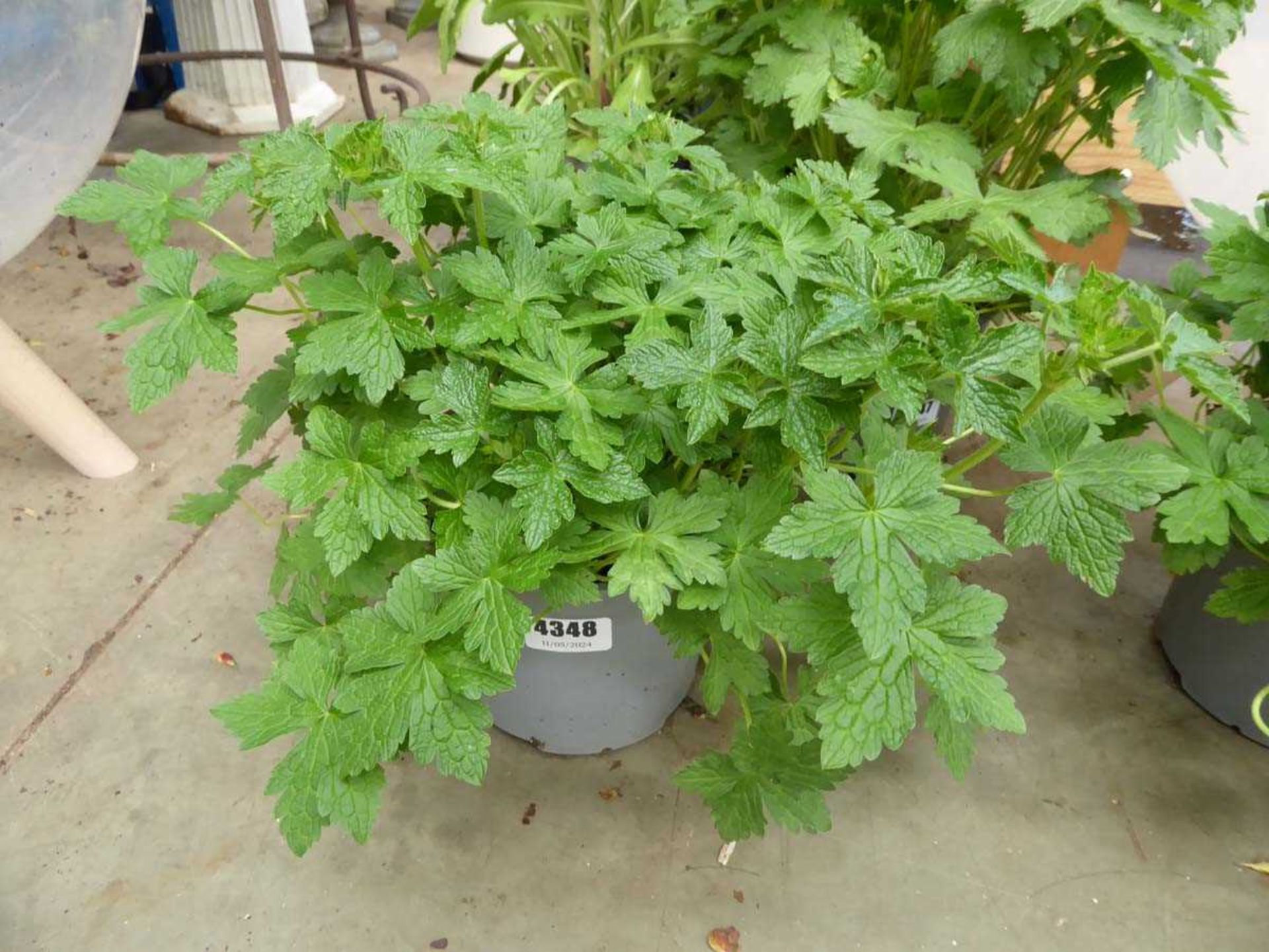 Potted Geranium plant