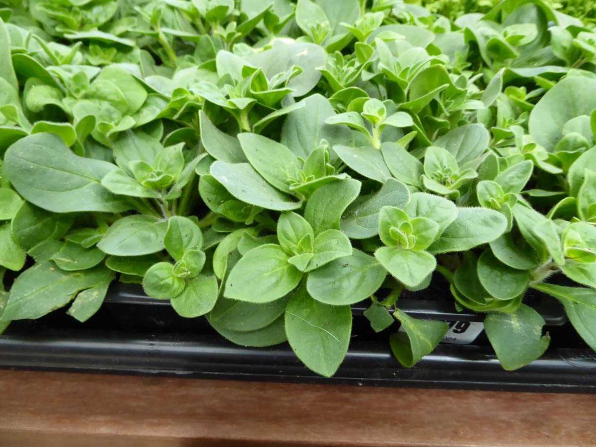 Tray of Petunias