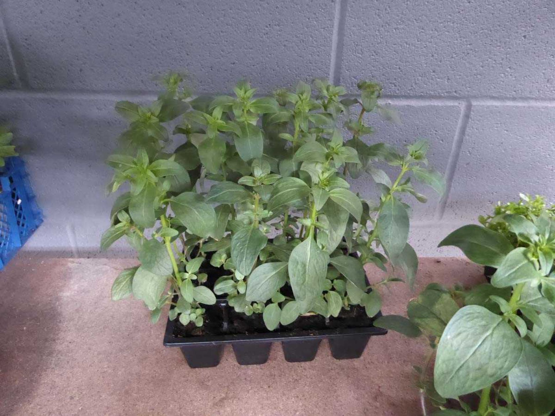 Tray of Snap Dragon plants