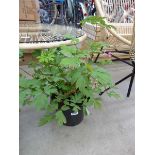 Potted Bleeding Heart