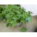 Potted Geranium plant