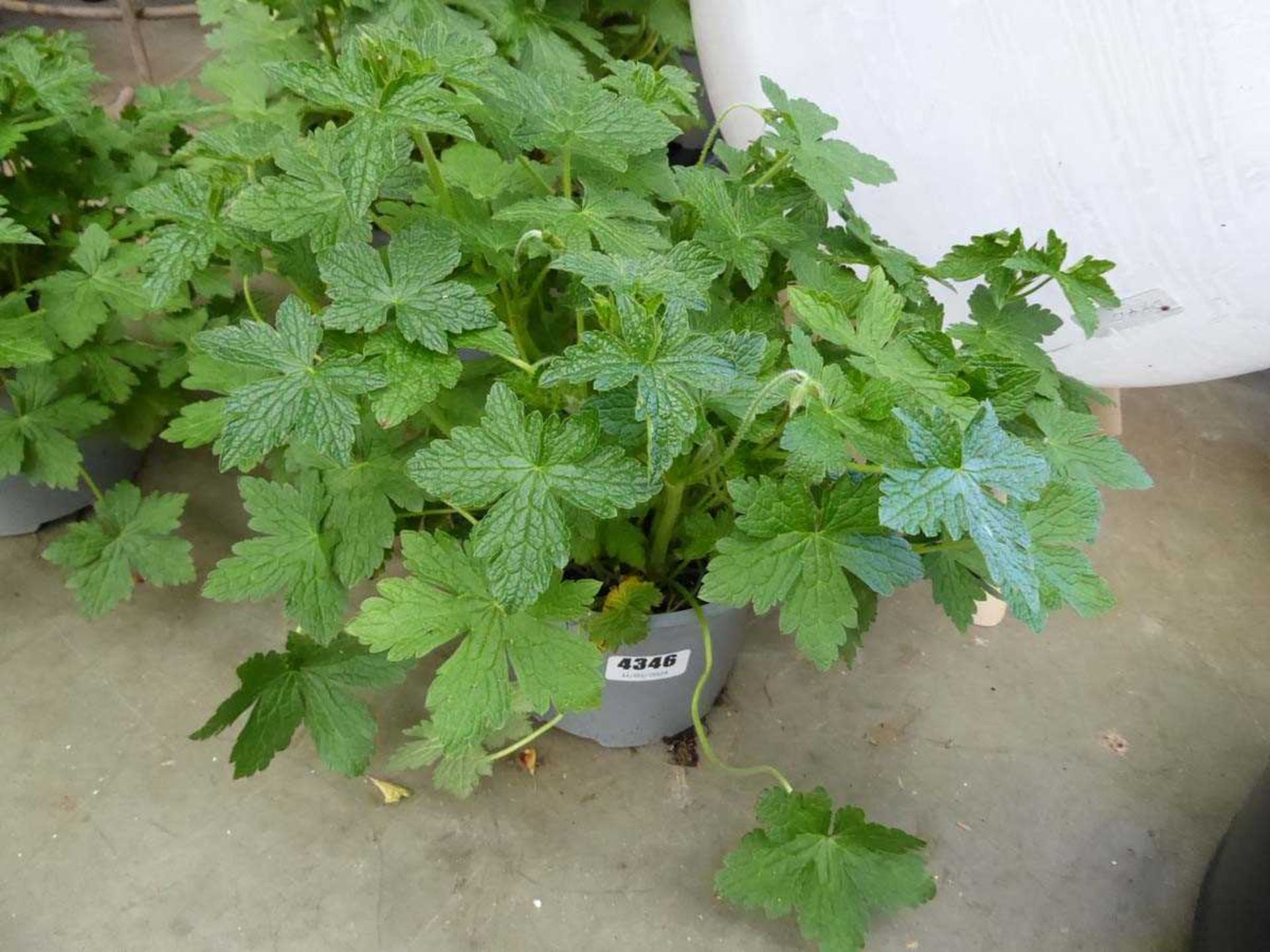 Potted Geranium plant