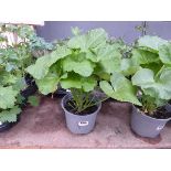 Potted Hollyhock